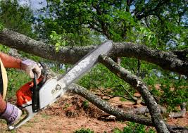 Best Tree and Shrub Care  in Hustisford, WI