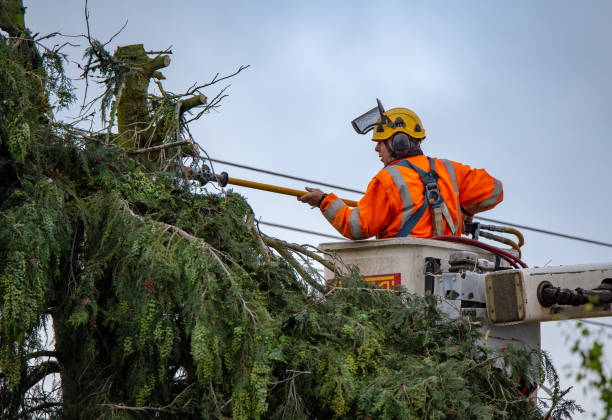 Best Tree Disease Treatment  in Hustisford, WI