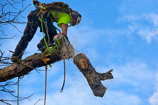 Best Tree Preservation Services  in Hustisford, WI