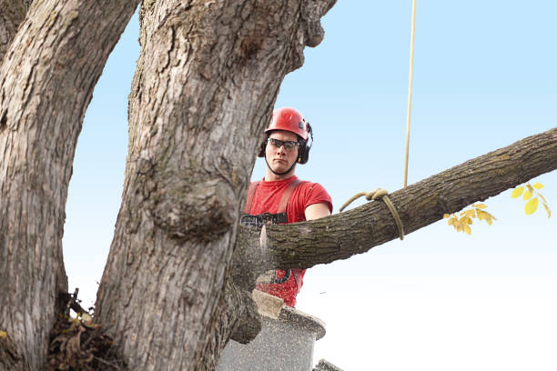 Best Seasonal Cleanup (Spring/Fall)  in Hustisford, WI